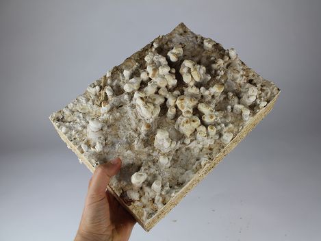 Vor neutralem Hintergrund wird in einer Hand eine ca. 20cm x 30cm große, graue und unebene Platte gehalten auf der sich anscheinend Pilze angesiedelt haben.