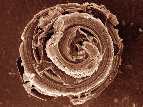 Macro image of a spiral, rose-like structure with textured, textile or organic surfaces in sepia tones.