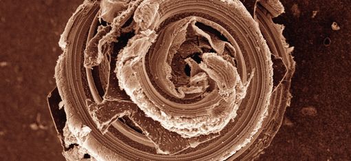 Makroaufnahme einer spiralförmigen, rosenähnlichen Struktur mit textilen oder organischen Oberflächen, in sepiafarbenem Ton.